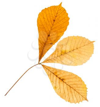 back side of twig with three yellow leaves of buckeye tree isolated on white background