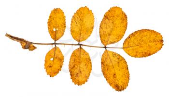 twig with autumn yellow leaves of dog rose plant isolated