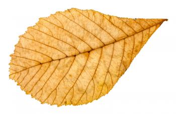 back side of autumn yellow leaf of horse chestnut tree isolated on white background