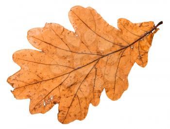 back side of autumn broken leaf of oak tree isolated on white background