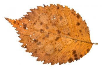 back side of autumn decayed holey leaf of elm tree isolated on white background