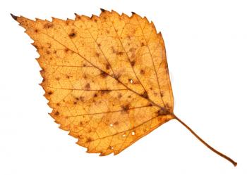 fallen holey yellow leaf of birch tree isolated on white background