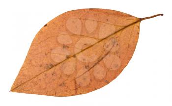 back side of autumn pink leaf of apple tree isolated on white background