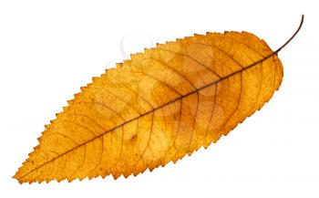 autumn yellow leaf of ash tree isolated on white background