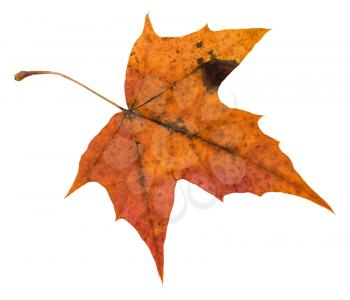 back side of orange autumn leaf of maple tree isolated on white background