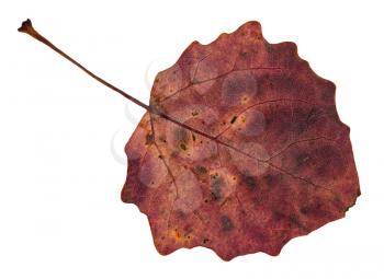 back side of red fallen leaf of aspen tree isolated on white background