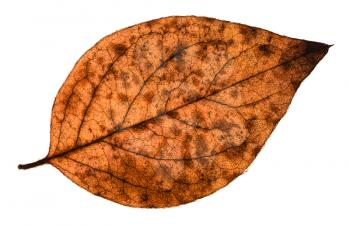 autumn decayed leaf of poplar tree isolated on white background