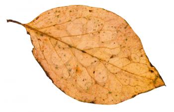 back side of fallen leaf of poplar tree isolated on white background