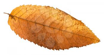 autumn rotten leaf of ash tree isolated on white background