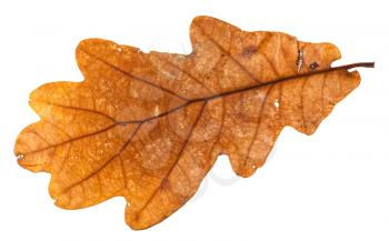 autumn holey leaf of oak tree isolated on white background