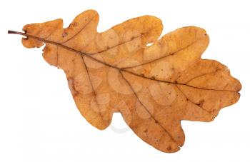 back side of brown leaf of oak tree isolated on white background