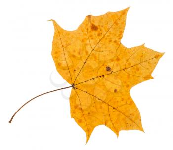 yellow leaf of maple tree isolated on white background