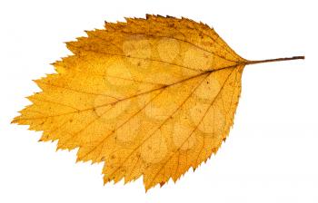 yellow fallen leaf of hawthorn tree isolated on white background