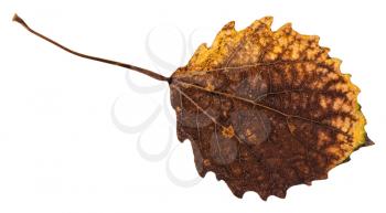 rotten dried leaf of aspen tree isolated on white background