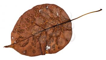 back side of decayed holey leaf of pear tree isolated on white background