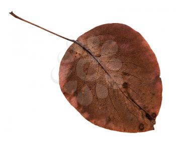 back side of rotten autumn leaf of pear tree isolated on white background
