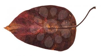 dark red autumn leaf of apple tree isolated on white background