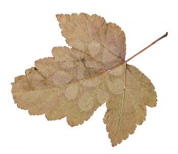 back side of fallen leaf of viburnum tree isolated on white background