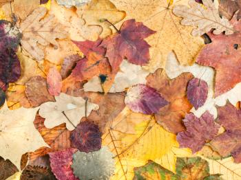 natural autumn background from various variegated leaves of oak, maple, alder, malus, aspen trees