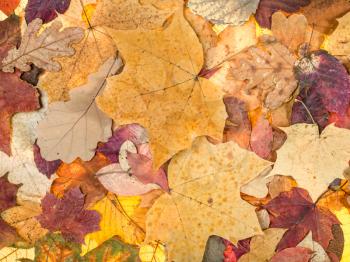 natural autumn background from various fallen leaves of oak, maple, alder, ash trees