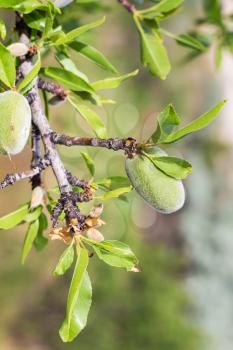 Travel to Turkey - green peach fruits on tree in Goreme National Park in Cappadocia in spring