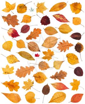set of various dried autumn fallen leaves isolated on white background