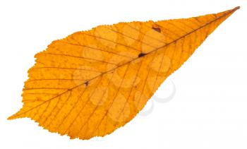 dried autumn leaf of horse chestnut tree isolated on white background