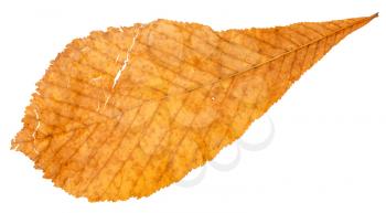 back side of autumn broken yellow leaf of horse chestnut tree isolated on white background