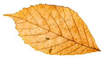 back side of yellow autumn leaf of parthenocissus plant isolated on white background