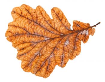 back side of autumn rotten leaf of oak tree isolated on white background