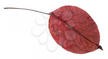 red autumn leaf of pear tree isolated on white background