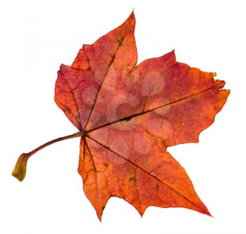 back side of red autumn leaf of maple tree isolated on white background