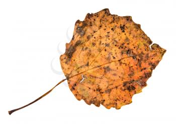 back side of broken autumn fallen leaf of aspen tree isolated on white background