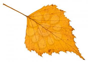 fallen autumn yellow leaf of birch tree isolated on white background