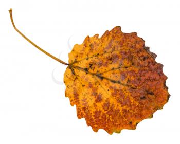 pied yellow fallen leaf of aspen tree isolated on white background