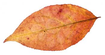 autumn leaf of willow tree isolated on white background