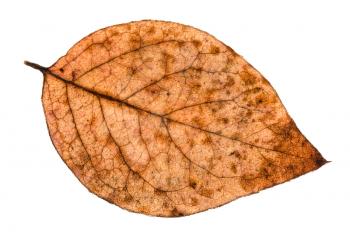 autumn rotten leaf of poplar tree isolated on white background