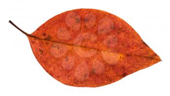 fallen red leaf of apple tree isolated on white background