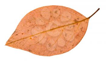 back side of fallen pink leaf of apple tree isolated on white background