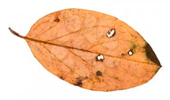 back side of autumn rotten leaf of malus tree isolated on white background