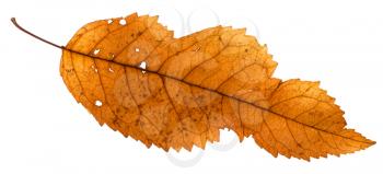broken leaf of ash tree isolated on white background