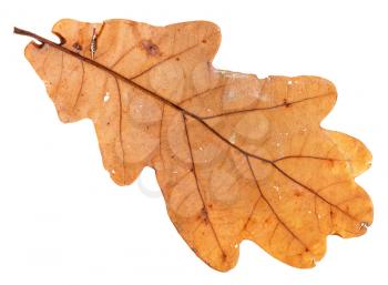 back side of autumn holey leaf of oak tree isolated on white background