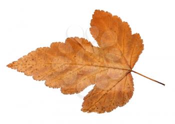 back side of autumn leaf of viburnum tree isolated on white background