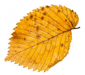 fallen leaf of elm tree isolated on white background