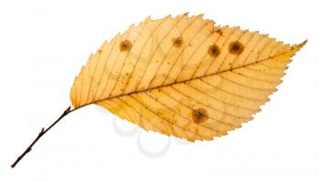 rotten autumn leaf of elm tree isolated on white background