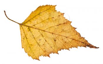 fallen leaf of birch tree isolated on white background