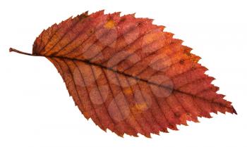 rotten dried red leaf of elm tree isolated on white background