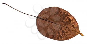 back side of rotten dried leaf of pear tree isolated on white background