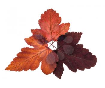 collage from autumn red leaves of viburnum tree isolated on white background