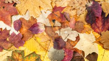 panoramic autumn background from various colorful leaves of oak, maple, alder, aspen trees